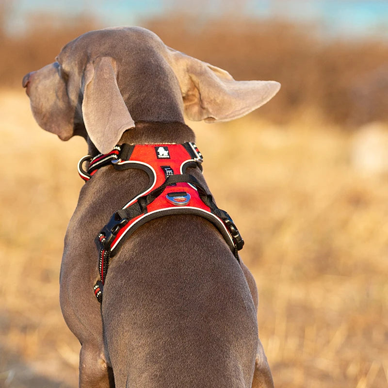 Truelove Front Nylon Dog Harness